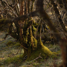 Load image into Gallery viewer, Ancient Woodland Protection

